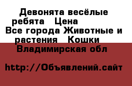 Девонята весёлые ребята › Цена ­ 25 000 - Все города Животные и растения » Кошки   . Владимирская обл.
